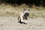 BOULEDOGUE FRANCAIS 169